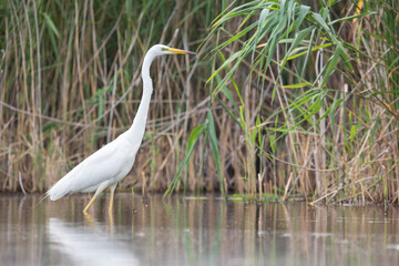 Great egret hunting on the lake with reed background