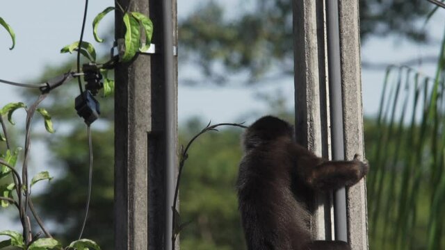 Capuchin monkey climbs lighting post on a street in Brazil