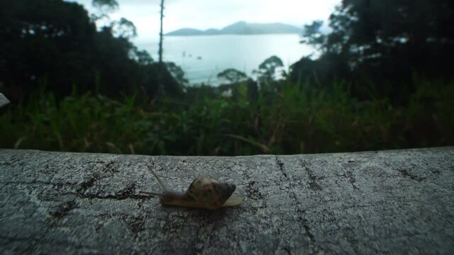 Slow moving snail on wall with sea at background