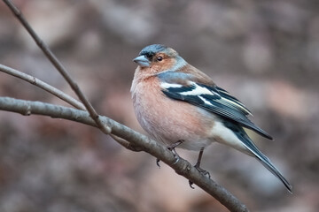 Buchfink auf einem Ast