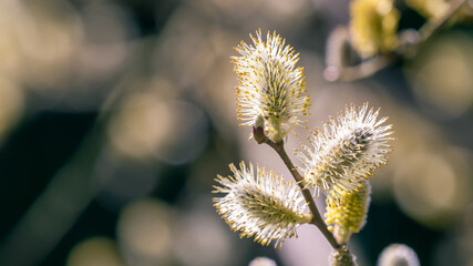Close up of Willow branch with buds