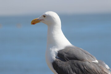 seagull on the rock