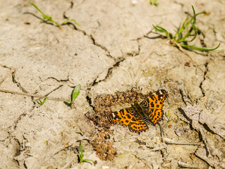 Orange-black, daytime butterfly Vanessa cardui, on a dirt road in the woods.