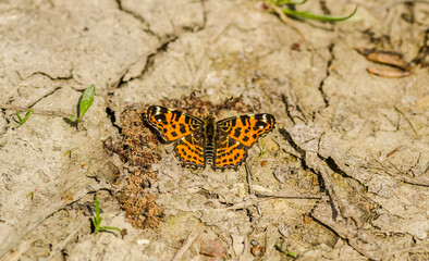 Orange-black, daytime butterfly Vanessa cardui, on a dirt road in the woods.