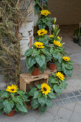 pots with sunflower at the entrance of a shop. 