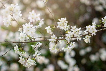 flowers of a cherry