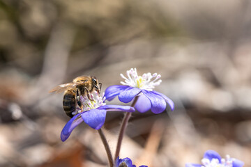 a bee collecting nectar from spring flower © Indre