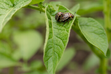 Two Colorado potato beetles squatting on a potato plant 