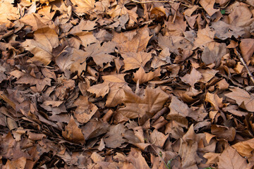 Dry brown autumn leaves for natural autumn background