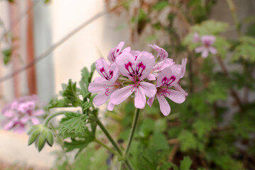 flower with pink or fuchsia petals in garden