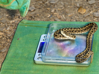 Examination and measurement of a Hungarian meadow viper