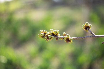 cherry buds