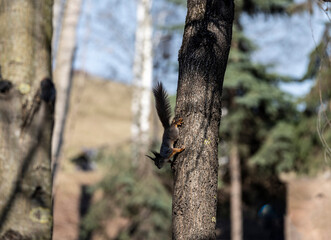 brown squirrel in the spring forest looking for nuts 