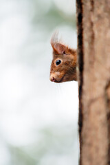 A curious squirrel