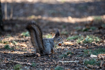 Naklejka na ściany i meble brown squirrel in the spring forest looking for nuts 