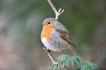common robin