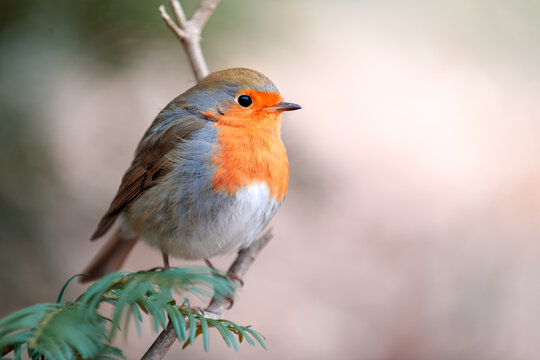 common robin