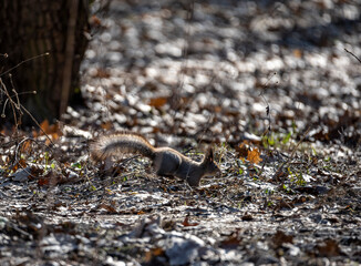 brown squirrel in the spring forest looking for nuts 