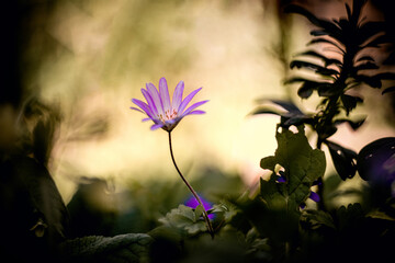 Aster amellus