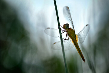 sympetrum sanguineum