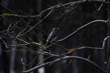 forest bird in the sunny spring forest collects material for the nest 