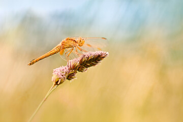 old sympetrum sanguineum