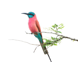 Richly coloured bright bird named southern carmine bee-eater of red and blue colors sitting on thin...