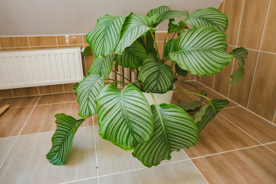 Big Calathea Orbifolia Plant In Bathroom