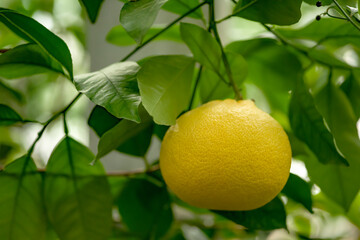 Large lemon on a lemon tree branch in the botanical garden