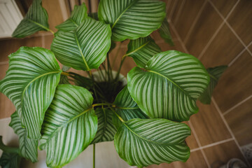 big calathea orbifolia plant in bathroom