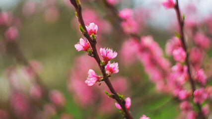 Abstract floral backdrop of pink flowers