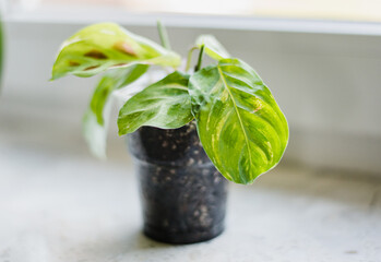 maranta leuconeura kerchoveana variegata little plant in a pot