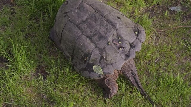 Common Snapping Turtle Walking on Grass