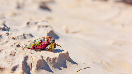 Cancer hermit walking on the rocky Adriatic coast