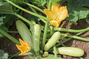 Part of the zucchini plant in a vegetable garden - leaves, stem, flower, fruit