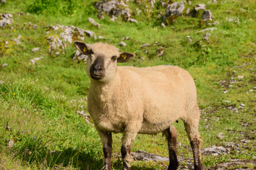 Obraz na płótnie Canvas Beautiful alpine landscape with swiss sheep in summer.