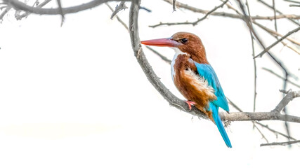Kingfisher sitting very close to water, waiting for fish to surface to get it in action.
