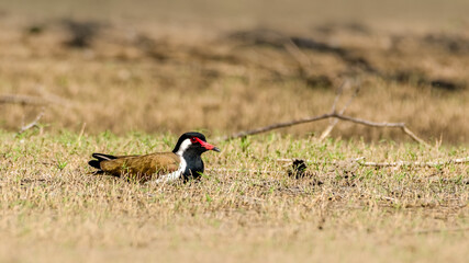Red-wattled lapwing, sitting open ground, resting in the bright sunlight.