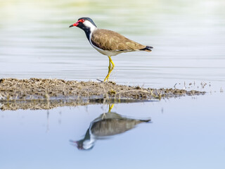 Red-wattled lapwing, standing at the edge of waterbody, alerted by human presence.