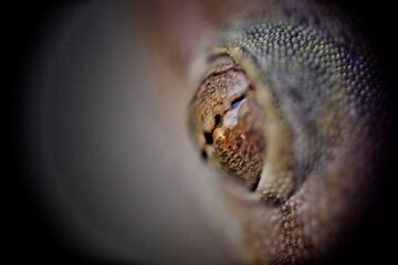 close up of an lizard