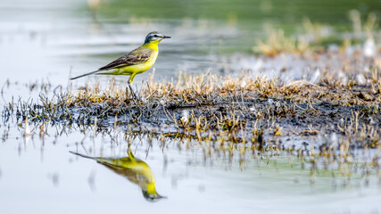 Western Yellow wagtail at water edge of the big pond