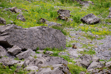 Beautiful alpine landscape with swiss marmot in summer.