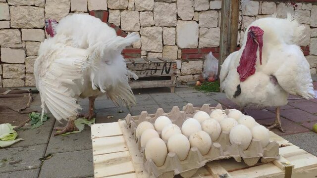 Fethiye, Turkey - 28th of Match 2021: Turkey eggs for sale and two roaring with laughter turkeys alive on the farmers market
