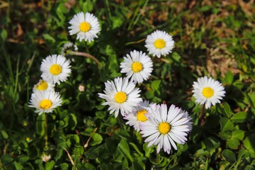 Fototapeta premium A view to the bunch of daisies in the spring meadow at Brno, Czech republic
