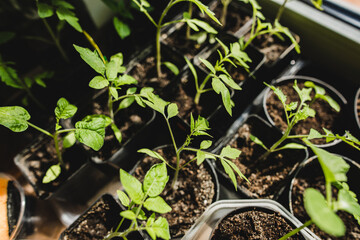 little tomatoes and other vegatables in a pot