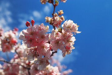 A view to the beautiful cherry blossom tree with blue sky in the background at Brno, Czech republic