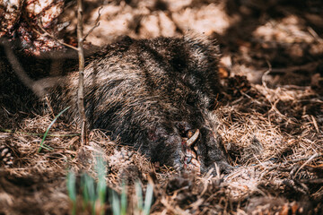 a dead wild boar in the forest, 
decomposed, wild boar killed by predators