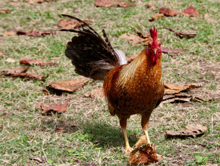 Rooster walking in the park in Hawaii.