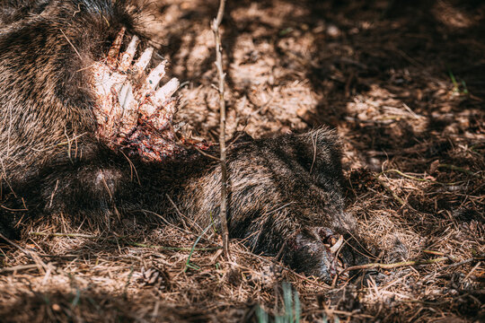 a dead wild boar in the forest, 
decomposed, wild boar killed by predators