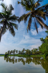 Obraz premium palm trees and sky